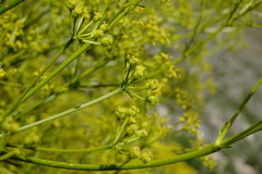 Bilacunaria microcarpos