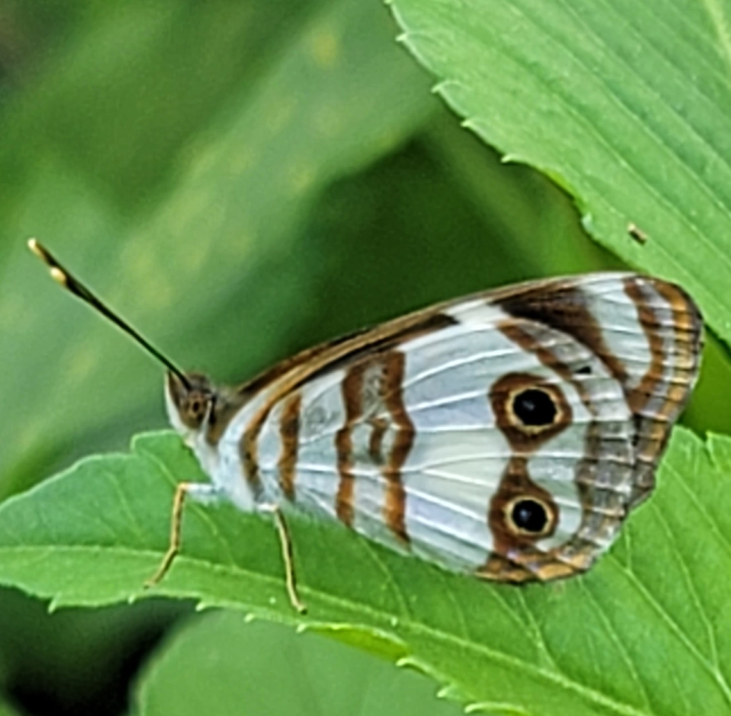 Dynamine egaea