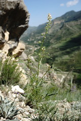 Reseda globulosa