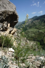 Reseda globulosa