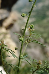 Reseda globulosa