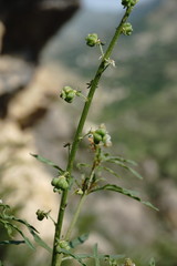 Reseda globulosa