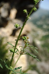 Reseda globulosa