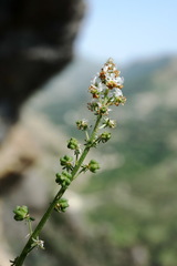 Reseda globulosa