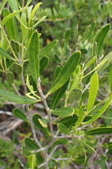 Olea exasperata