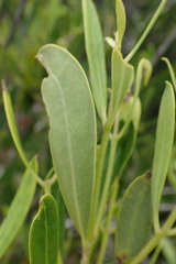 Olea exasperata