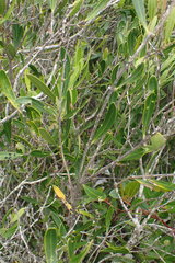 Olea exasperata