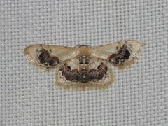 Idaea macrospila