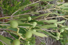 Olea exasperata