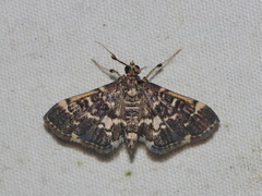 Piletocera sodalis