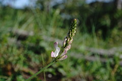 Onobrychis ruprechtii