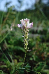 Onobrychis ruprechtii