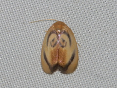Trischalis subaurana