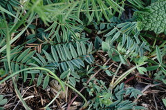 Onobrychis ruprechtii