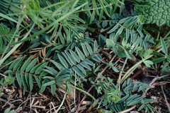 Onobrychis ruprechtii