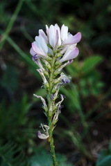 Onobrychis ruprechtii