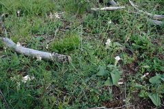 Onobrychis ruprechtii