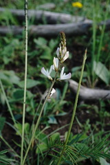 Onobrychis ruprechtii