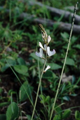 Onobrychis ruprechtii