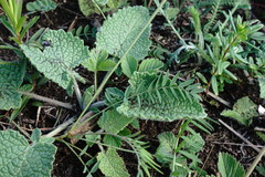 Onobrychis ruprechtii