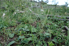 Onobrychis ruprechtii