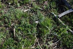 Psephellus boissieri