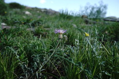 Psephellus boissieri