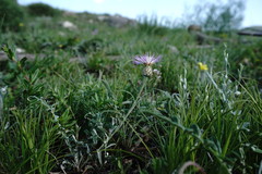 Psephellus boissieri