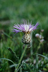Psephellus boissieri