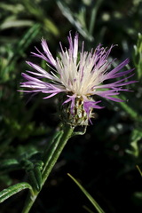 Psephellus boissieri