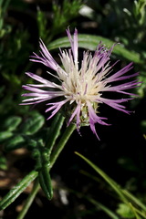 Psephellus boissieri