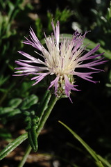 Psephellus boissieri