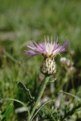 Psephellus boissieri