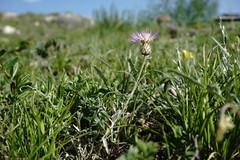 Psephellus boissieri