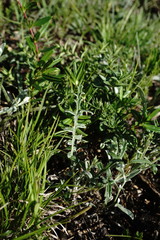 Psephellus boissieri