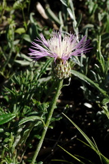 Psephellus boissieri