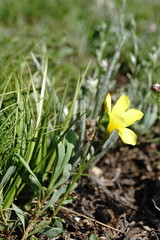 Linum mucronatum armenum