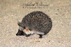 Paraechinus aethiopicus