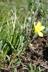 Linum mucronatum armenum