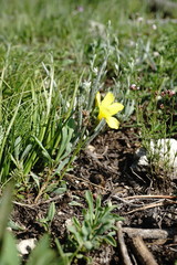 Linum mucronatum armenum