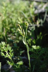Linum mucronatum armenum