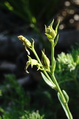 Linum mucronatum armenum