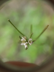 Cardamine hirsuta hirsuta