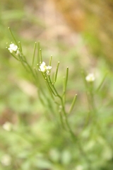 Cardamine hirsuta hirsuta