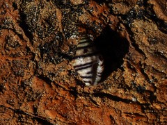 Engina lineata
