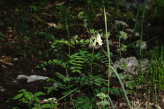 Vicia abbreviata