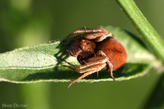 Oxyopes flavipalpis