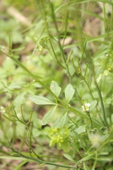 Cardamine hirsuta hirsuta