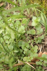 Cardamine hirsuta hirsuta