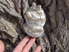 Laricifomes